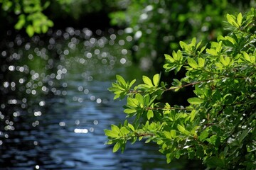 Naklejka premium Vibrant green leaves reflect sunlight near a serene river in a tranquil natural setting during summer
