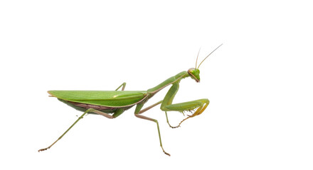 Isolated Praying Mantis insect with spiky forearms poses on a plain surface at eye level