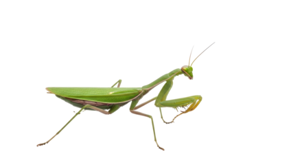 Isolated Praying Mantis insect with spiky forearms poses on a plain surface at eye level