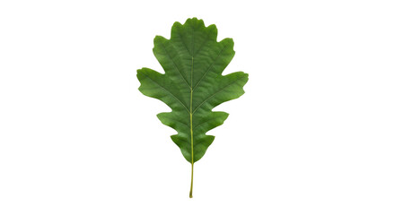 Isolated Oak Leaf in Green Color, Close-Up and Detailed, Showing Natural Autumnal Colors