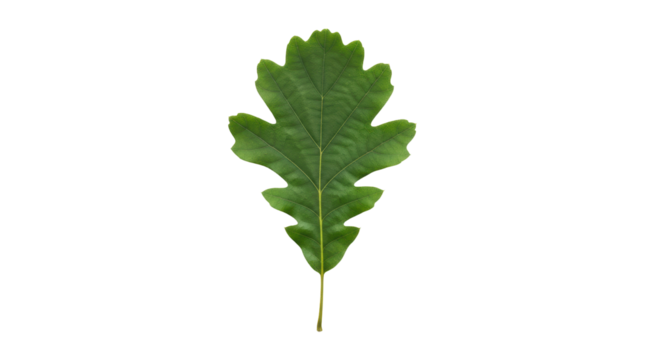 Isolated Oak Leaf in Green Color, Close-Up and Detailed, Showing Natural Autumnal Colors