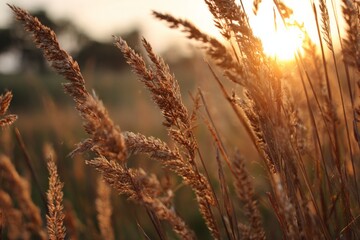 Obraz premium Golden grasses sway gently at sunset by a tranquil field, capturing the serenity of nature