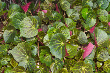 Beautiful English style garden .with a large open green lawn for parties & open air activities.