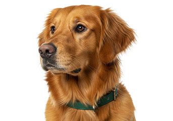Isolated Golden Retriever dog wearing green collar portrait looking left at something unseen