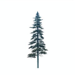 A tall evergreen tree stands majestically against a minimalist white background, showcasing its elegant form.
