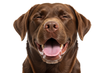 Isolated chocolate Labrador Retriever with an open mouth smiles happily with pure joy