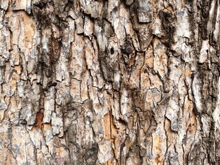 Old tree bark texture in close up view