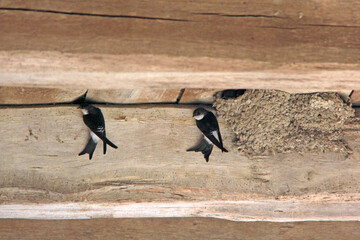 2 hirondelles à la recherche d ou faire son nid © helenedevun