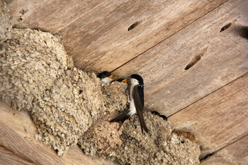 maman hirondelle et ses oisillons en plein nourrissage © helenedevun