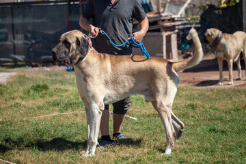 Male Aksaray Malaklı (Anatolian Mastiff) standing on a chain in a rural farmyard, emphasizing his strong physique and role as a traditional Turkish livestock guardian dog.