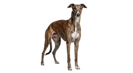 Isolated brindle Greyhound standing, athletic dog breed, elegant looking companion animal