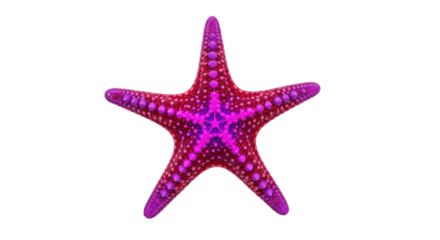 Isolated starfish in bright magenta and purple, sea life specimen with five points