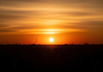 Dramatic sunset with savanna silhouette trees.