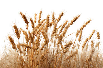 Fototapeta premium Close-up of golden wheat heads clustered densely