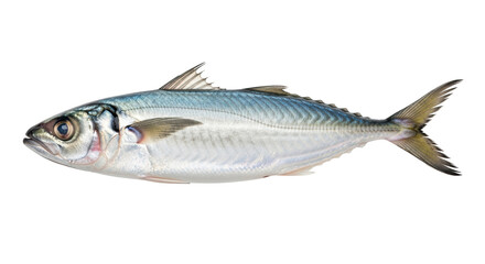 Isolated Mackerel, Atlantic, scomber scombrus, fresh fish, rich in omega-3 fatty acids