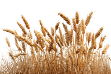 Close-up of a cluster of golden wheat stalks (1)
