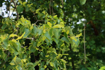 Fototapeta premium Closeup of flowering Tilia cordata foliage