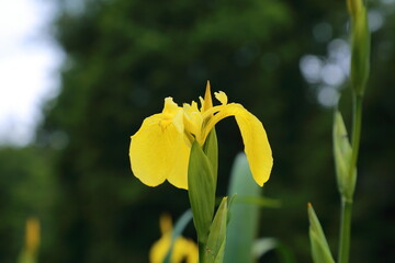 a blooming yellow iris flower in sharp focus standing against a soft forest background highlighting...