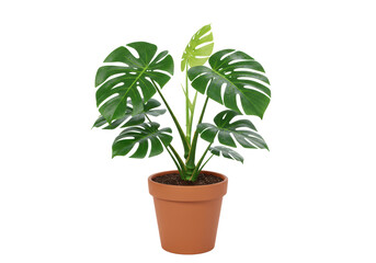 Obraz premium Isolated tropical Monstera deliciosa houseplant in terracotta pot, trendy Swiss cheese plant