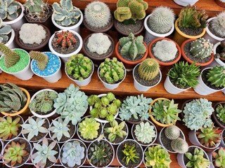 Top view of assorted succulents and cacti in small pots arranged on wooden shelves, diverse shapes and textures for home gardening and decor concepts