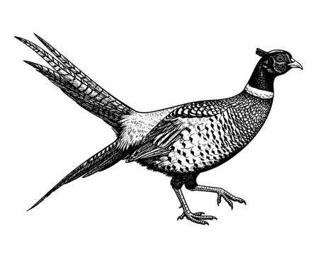 Monochrome illustration of a pheasant