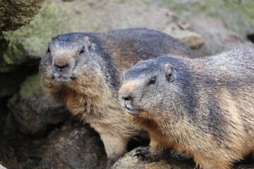 Close-up of a pair of marmots in the Grimsel Pass Marmot Park, Switzerland