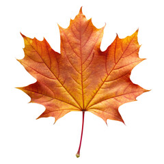 A vibrant, detailed maple leaf in autumn colors of orange, red, and yellow, with prominent veins, isolated on a stark transparent background, symbolizing fall