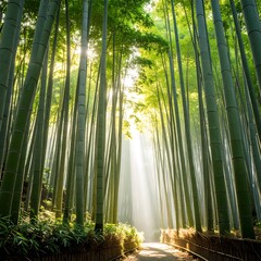 Sunlight streams through bamboo forest