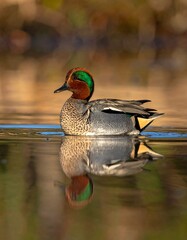 Colorful duck on still water