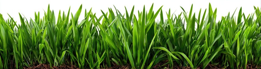 Lush green grass blades growing from soil