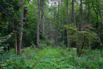 Late summer rich deciduous stand with old trees and lush foliage