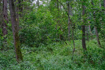 Late summer rich deciduous stand with old trees and lush foliage