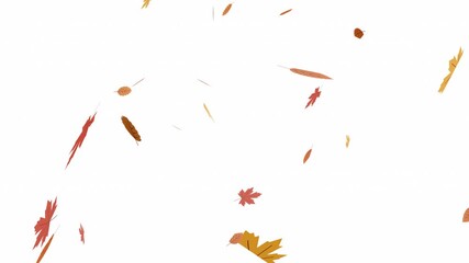 Thanksgiving Day features autumn leaves falling against a white background in a 4K animation. - Powered by Adobe