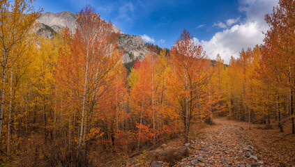 Fototapeta premium アスペン林の反復リズムと山道の収束感が視線を自然に導き旅の始まりを示唆するストーリー性で観光誘致や行楽特集のメインビジュアルに最適.生成AI