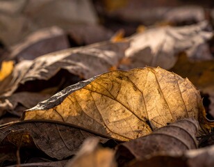 Close-up of dried autumn leaves