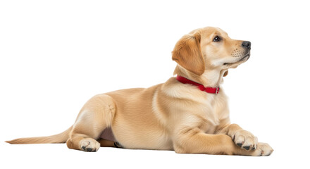 Isolated Golden Retriever puppy wearing a red collar lying down looking into the distance © Elowen