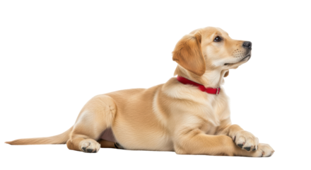 Isolated Golden Retriever puppy wearing a red collar lying down looking into the distance