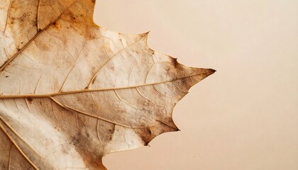 Close-up of dried leaf against a pale background