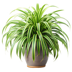 Obraz premium A vibrant spider plant with striped green and white leaves in a textured grey pot, isolated on transparent background, a popular and easytocarefor houseplant for any interior space