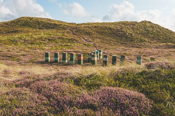 Beehives in dune landscape with heather, Bjerregard, Denmark