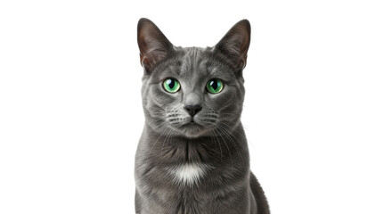 Isolated Russian Blue cat looking directly ahead with piercing eyes, against minimal backdrop