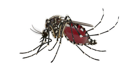 Isolated Aedes Mosquito Engorged With Blood Ready to Transmit ZIKA and Dengue Viral Infections