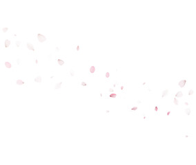 Diagonal Sakura Petals Vector With Soft Falling Pink Petals For Spring Mood