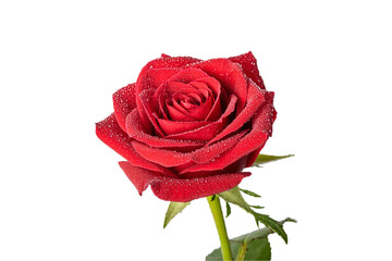 single red rose flower