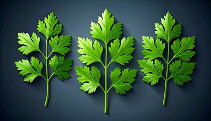 Three sprigs of vibrant green parsley