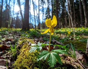 A vibrant yellow flower amidst a forest floor