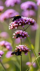 Bumblebees on purple flowers