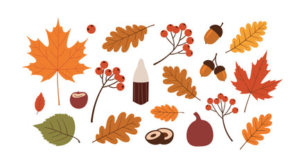 Obraz premium A collection of autumn leaves acorns and berries for decoration.