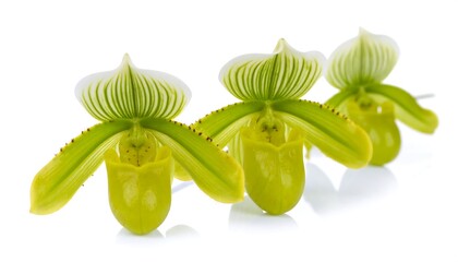 Three vibrant, lime-green orchids in profile