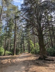 Cedar forest in Provence, France